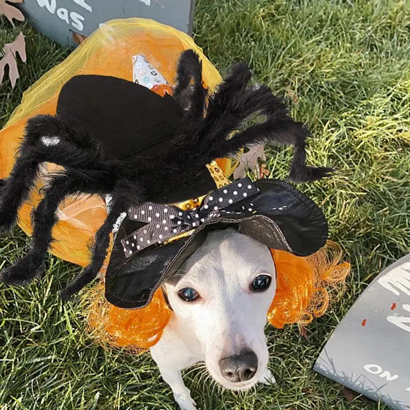 Spider pet Costume